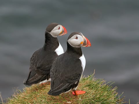 Iceland: Private Westman Islands - Volcano, Wildlife & Scenic Views, photo 2