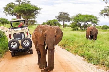 14-Day Luxury Safari in Kenya and Zanzibar Beach Getaway