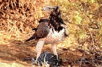 Private 3 Day Tsavo East Safari from Mombasa 10