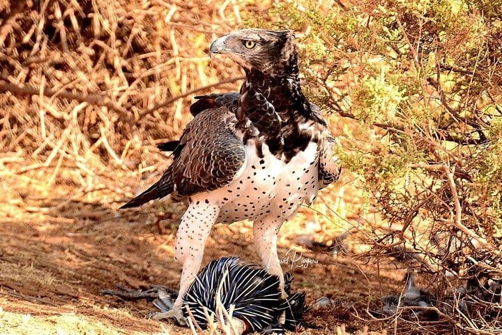 Private 3 Day Tsavo East Safari from Mombasa 10