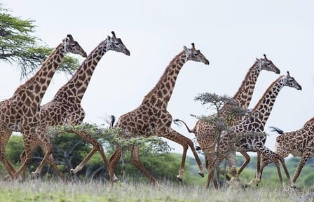 Guided 2-Day Birdwatching Tour at Lake Elementaita from Nairobi