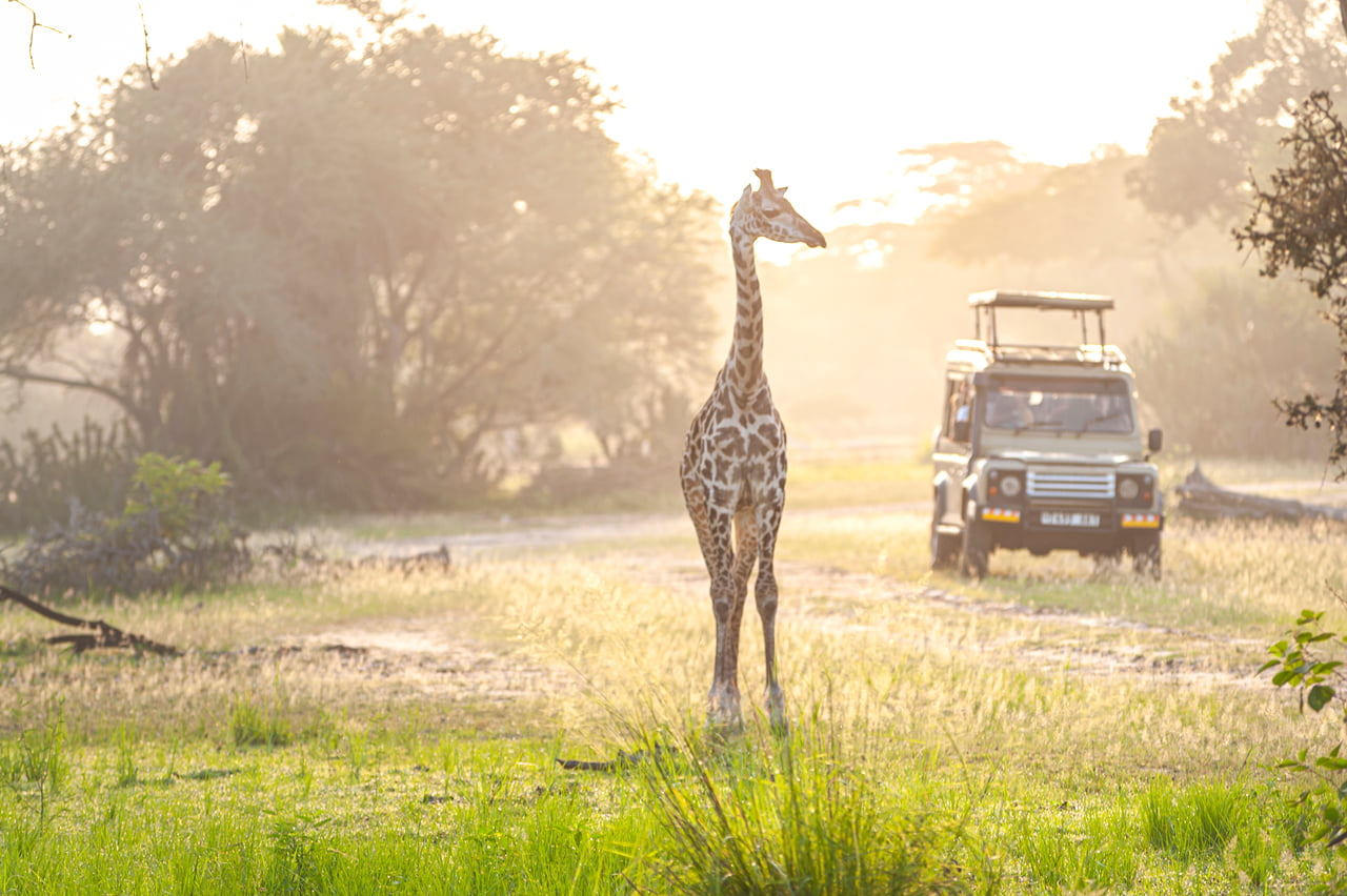 Lion & Elephant Safari Adventure Full-Day Tour 4