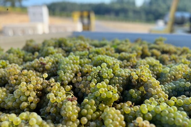Willamette Wine Tour from McMinnville (Tasting Fees Included) - Photo 4