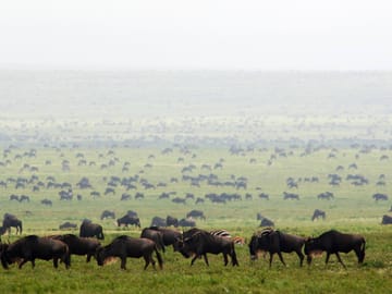 Tanzania Migration Safari