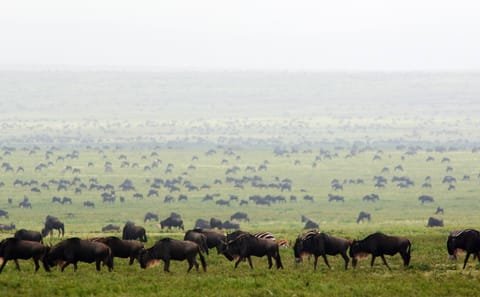 Tanzania Migration Safari