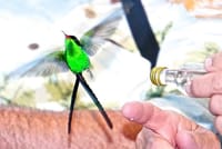 Rockland's Bird Sanctuary Tour from Montego Bay/ Falmouth 10