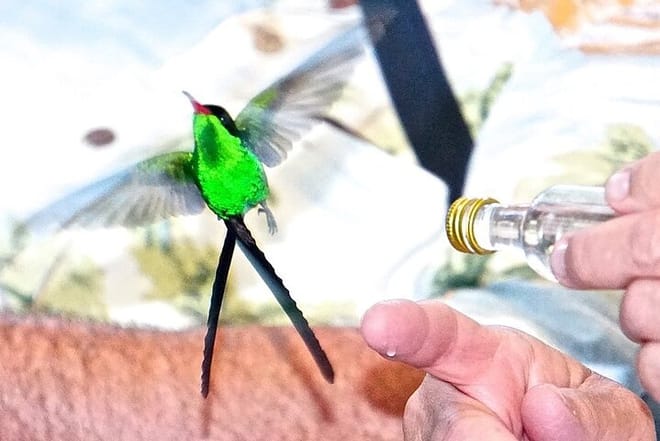 Rockland's Bird Sanctuary Tour from Montego Bay/ Falmouth 10