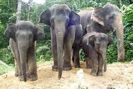 Elephant Sanctuary & Fireflies Combo Tour