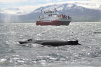 Akureyri Classic Whale Watching 8