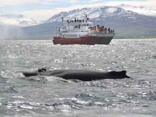 Akureyri Classic Whale Watching, photo 9