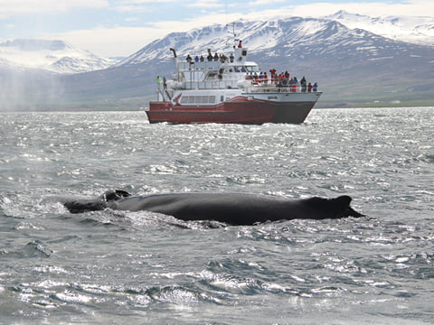 Akureyri Classic Whale Watching, photo 9