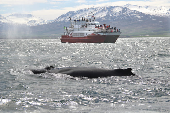 Akureyri Classic Whale Watching 8