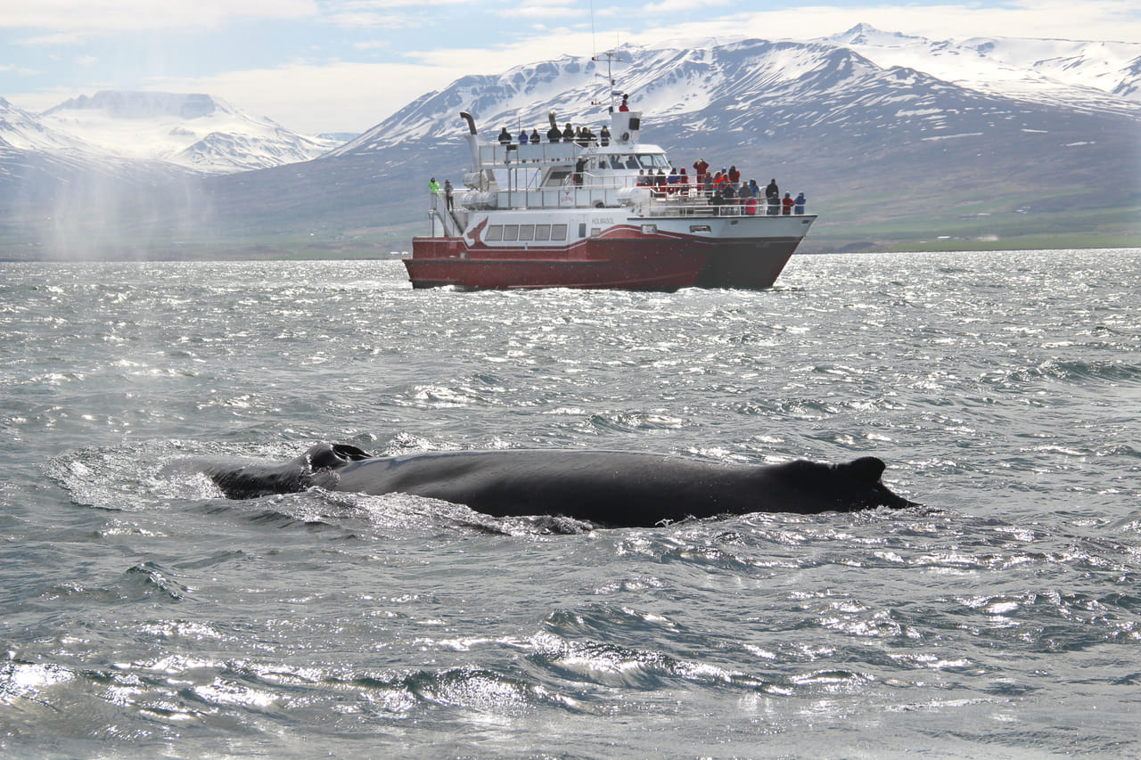 Akureyri Classic Whale Watching 8