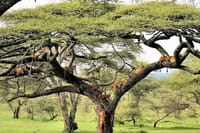 Tree climbing lions at lake manyara