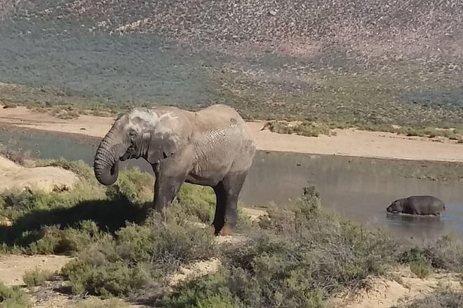 Elephant and hippo