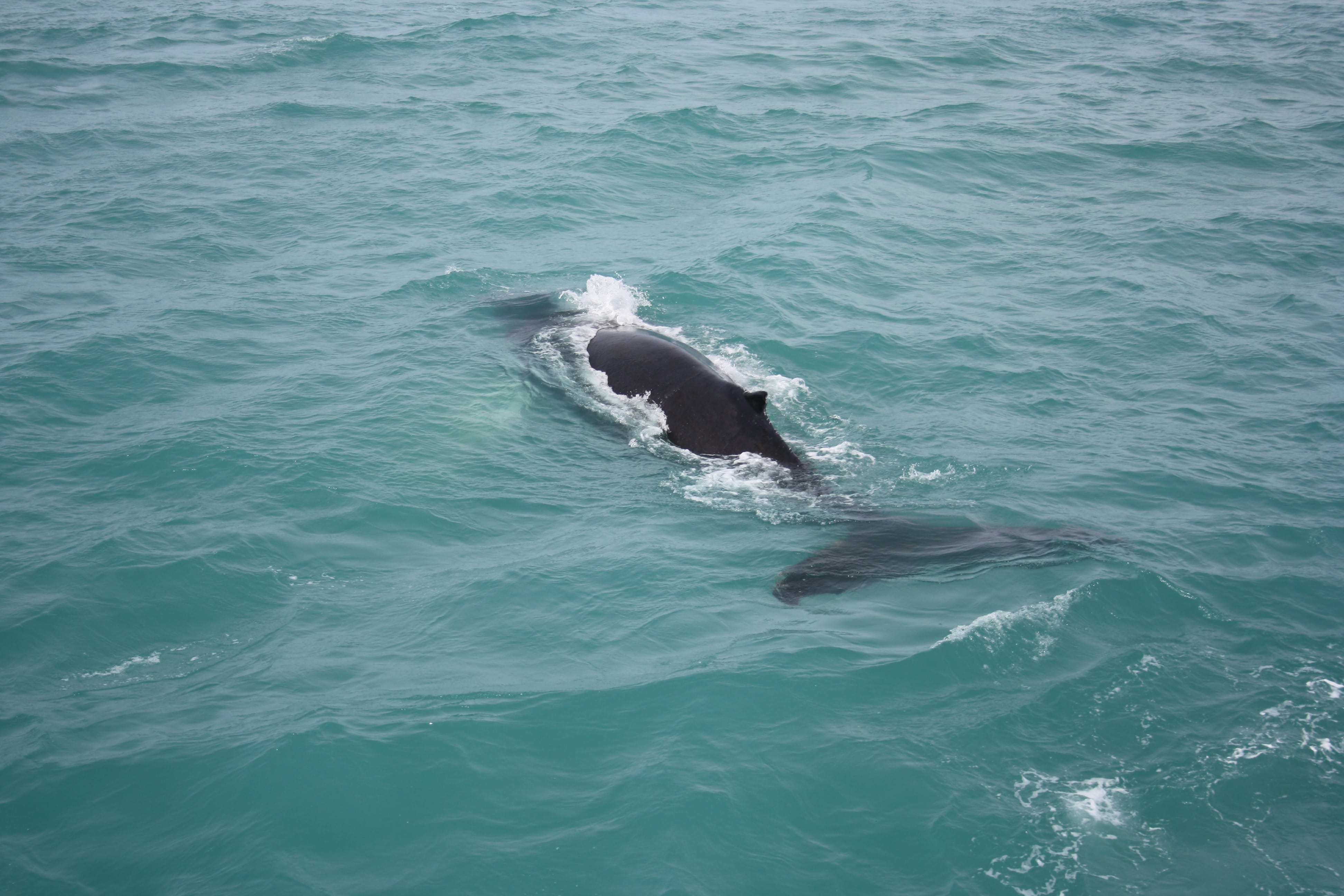 Whale swimming beneath the surface during a whale watching tour in Akureyri