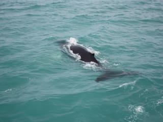 Whale swimming beneath the surface during a whale watching tour in Akureyri