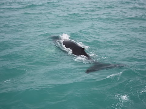 Whale swimming beneath the surface during a whale watching tour in Akureyri