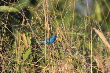 Esquipulas Bird Watching Tour in Costa Rica Rainforest