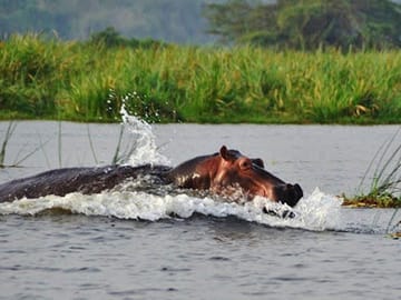 Day Trip Safari – Akagera National Park with Optional Lake Ihema Boat Safari