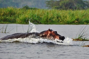 Day Trip Safari – Akagera National Park with Optional Lake Ihema Boat Safari