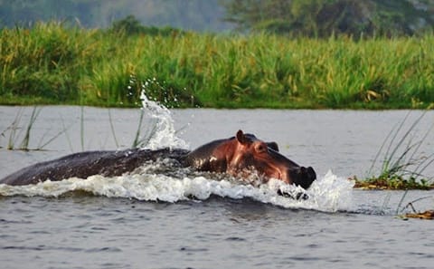 Day Trip Safari – Akagera National Park with Optional Lake Ihema Boat Safari