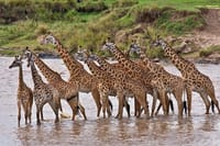See Giraffes