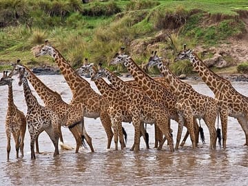 See Giraffes