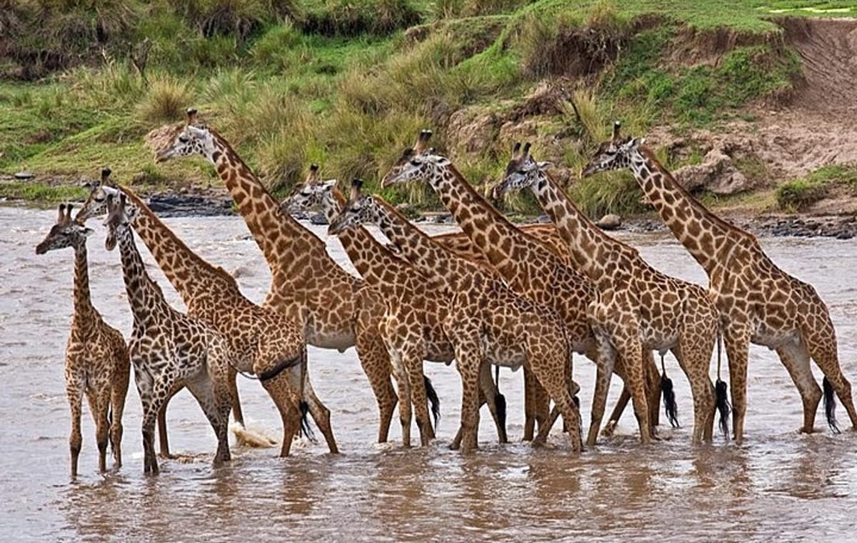 4days: Amboseli, Tsavo West & Tsavo East Wildlife Safari