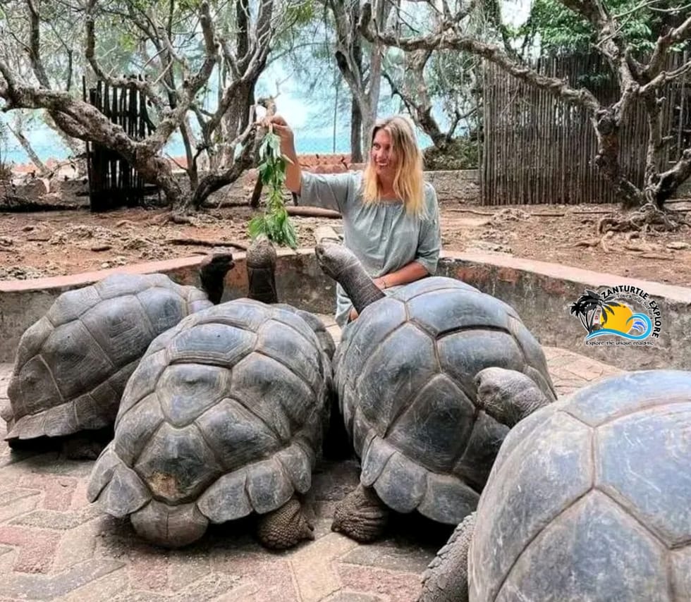 Zanzibar Prison Island Giant Big Tortoise Tour 5