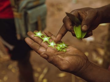 Zanzibar Spice Farms & Plantations
