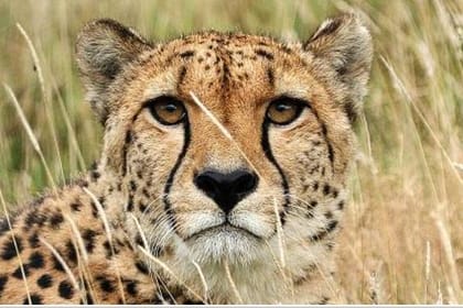 8-Day African Safari Tour to Kenya Spectacular Wildlife Parks & Reserves