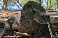 Komodo lizard