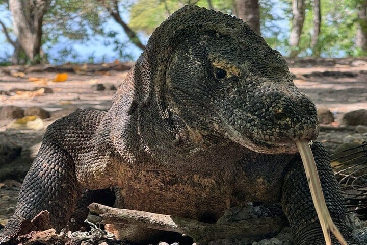 Komodo lizard