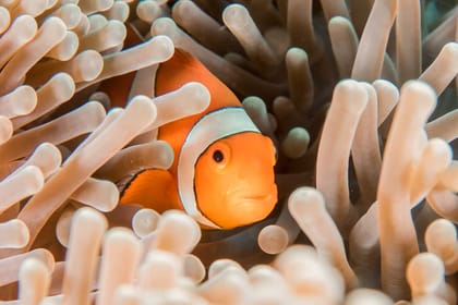 Snorkeling and Canyoning Adventure in Padangbai, Bali