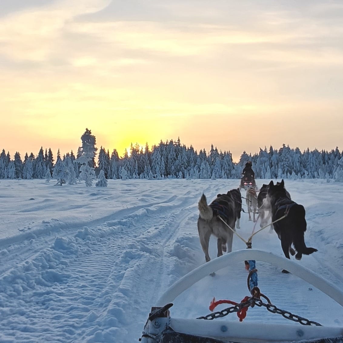 Driving your own husky team through quiet Lapland forest
