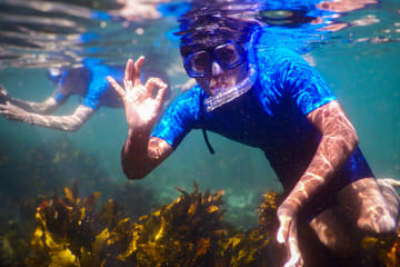 Snorkeling Tour to Explore Sydney's Marine Life at Clovelly