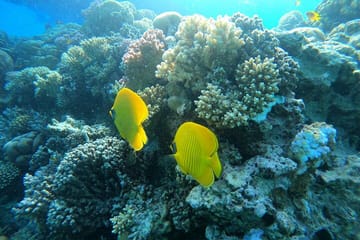 Yacht Tour and Dolphin Swimming Experience in Hurghada