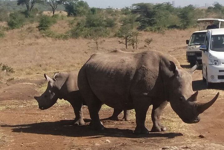 Nairobi National Park Safari & Unique Carnivore Restaurant Experience