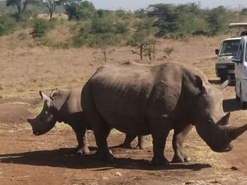 Private Tour of Nairobi National Park and Carnivore Restaurant