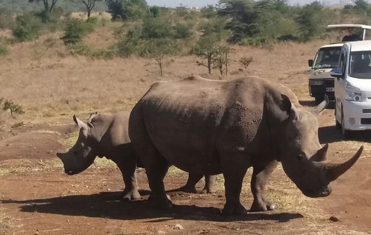 Private Tour : Nairobi National Park & Carnivore Restaurant Lunch or Dinner Tour