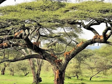 Lake Manyara tree climbing lions