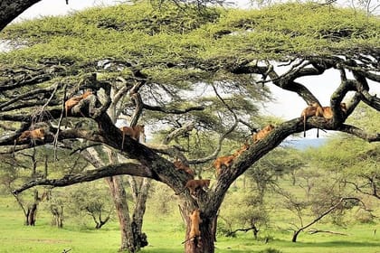 8day Best of Tanzania Wildlife Lodge Safari