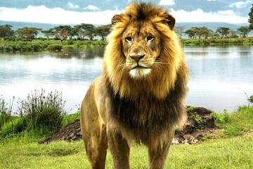 9-Days Best Kenya Family Wildlife Safari from Nairobi