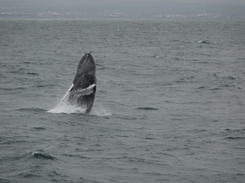2.5-3 Hour Private Whale Watching on a yacht in Reykjavík, photo 4