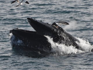 Whales & Lava Show, photo 9