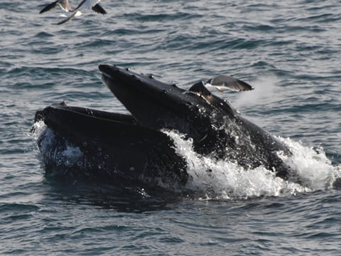 Whales & Lava Show, photo 9