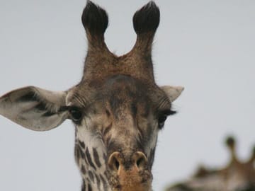 4-Day Luxury Safari to Lake Naivasha and Amboseli, Kenya