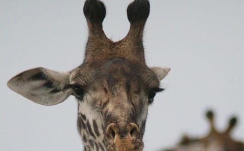 4-Day Luxury Safari to Lake Naivasha and Amboseli, Kenya