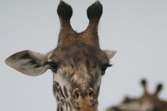 4-Day Lake Naivasha & Amboseli- Luxury Grp Joining Safari 2